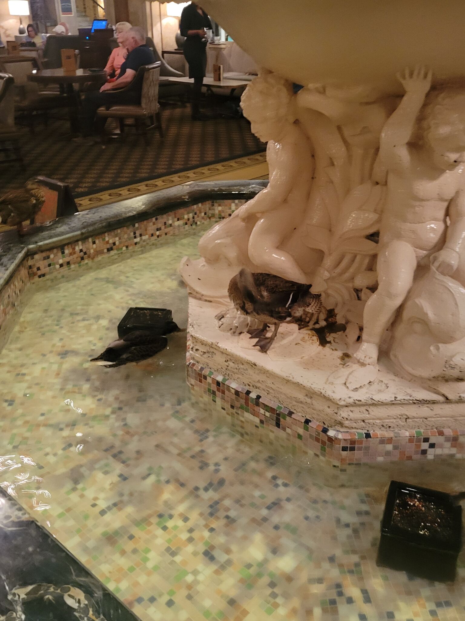 Peabody Ducks
