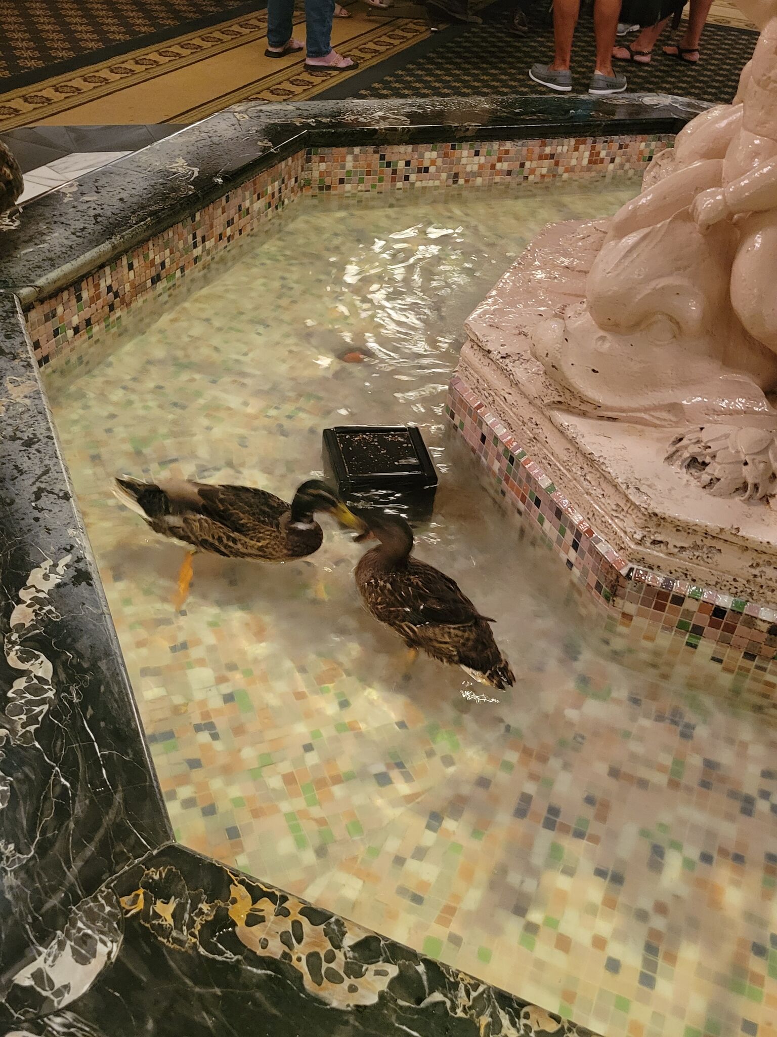 Peabody Ducks
